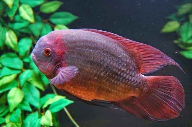 Vendo casal ciclideos americanos chocolate