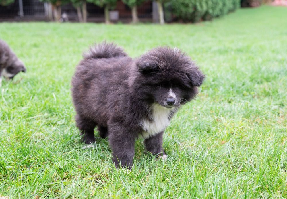 Akita Inu FCI/ZKwP długowłosy chłopiec