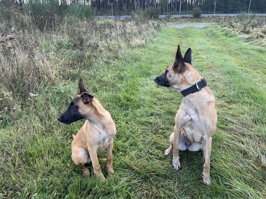Owczarek belgijski Malinois FCI