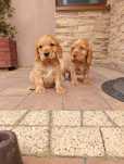 Cocker spaniel angielski -suczka
