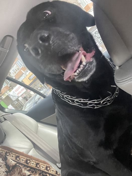 Шукаємо наречену лабрадору