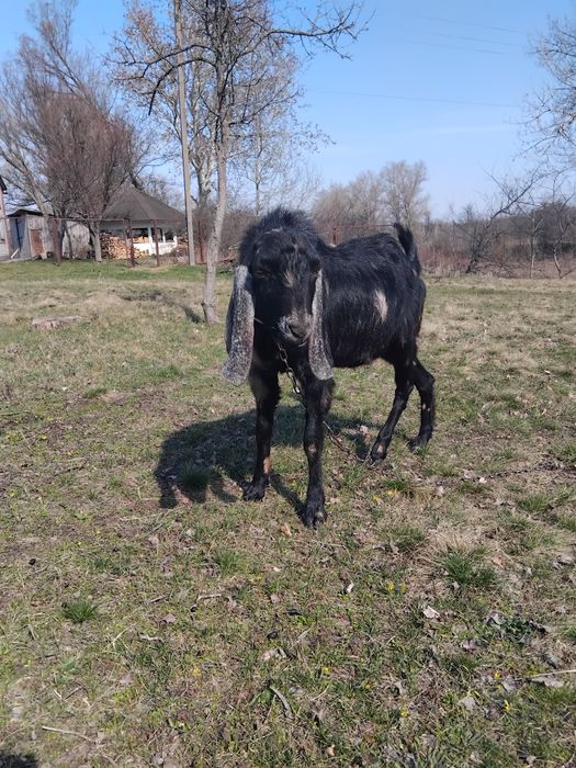 Нубійські козенята