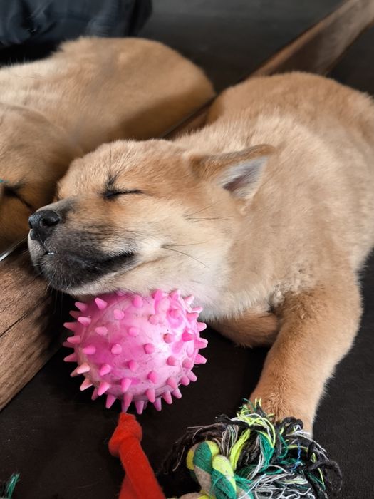 Shiba inu śliczne pieski i suczki ZKwP/FCI