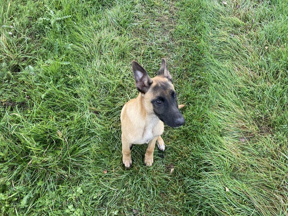 Owczarek belgijski Malinois FCI