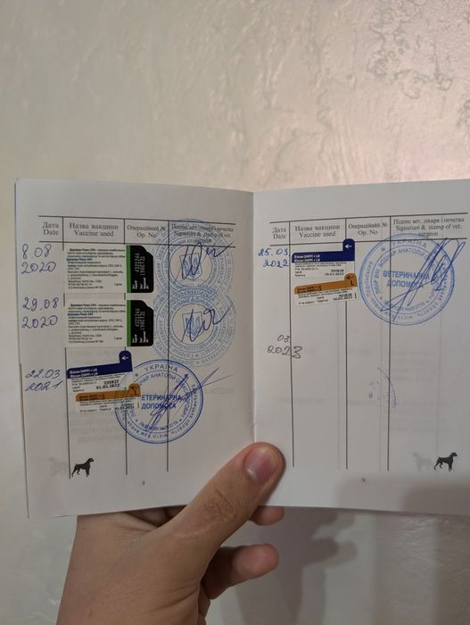 Віддам пса в добрі руки.
