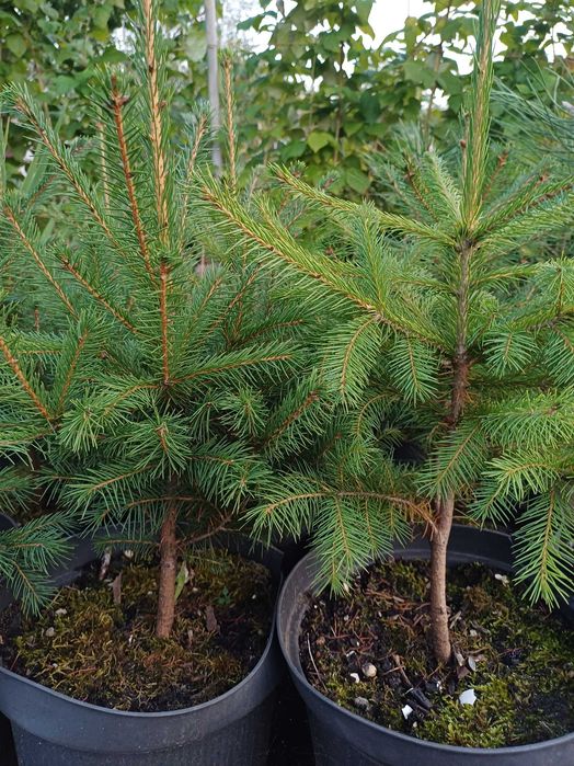 Дуб черешчатий в контейнері.