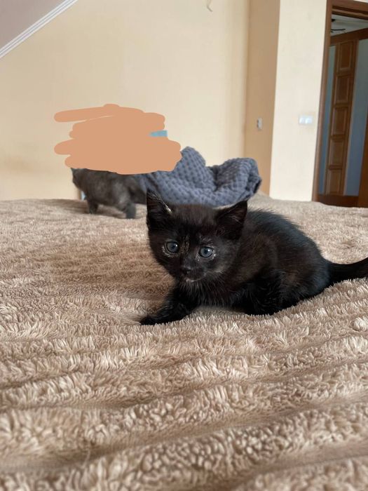 Безкоштовно котики