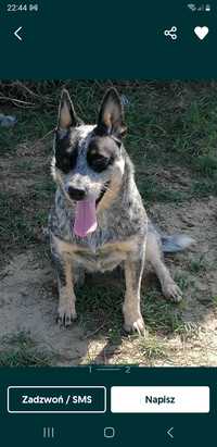 Australian cattle dog szczeniaki