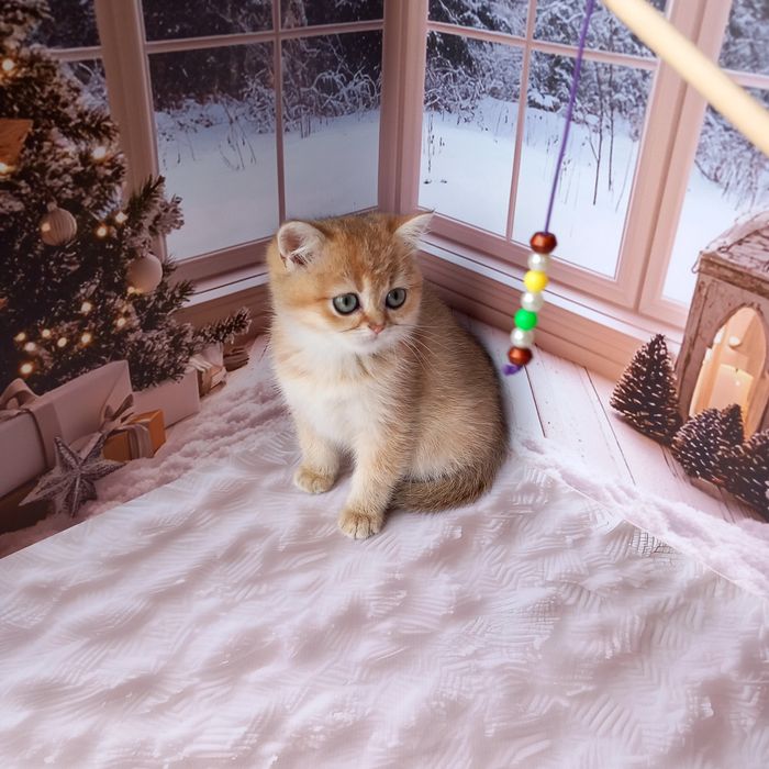 Британська золота шиншила