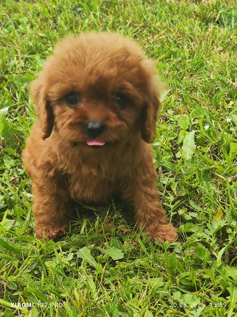 Cavapoo F1 urocza dziewczynka