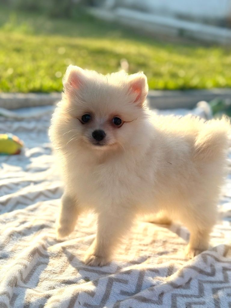 Lulu da Pomerânia menina Miniatura