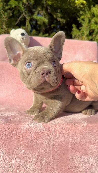 Buldog Francuski dziewczynka New shade Isabella