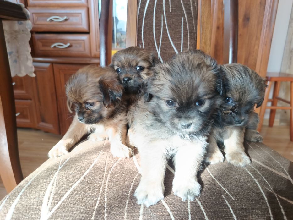 Oddam za darmo pieski