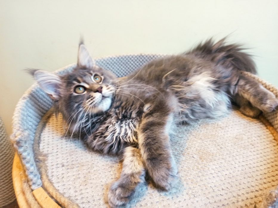 Maine Coon-koteczka niebieska po Championie