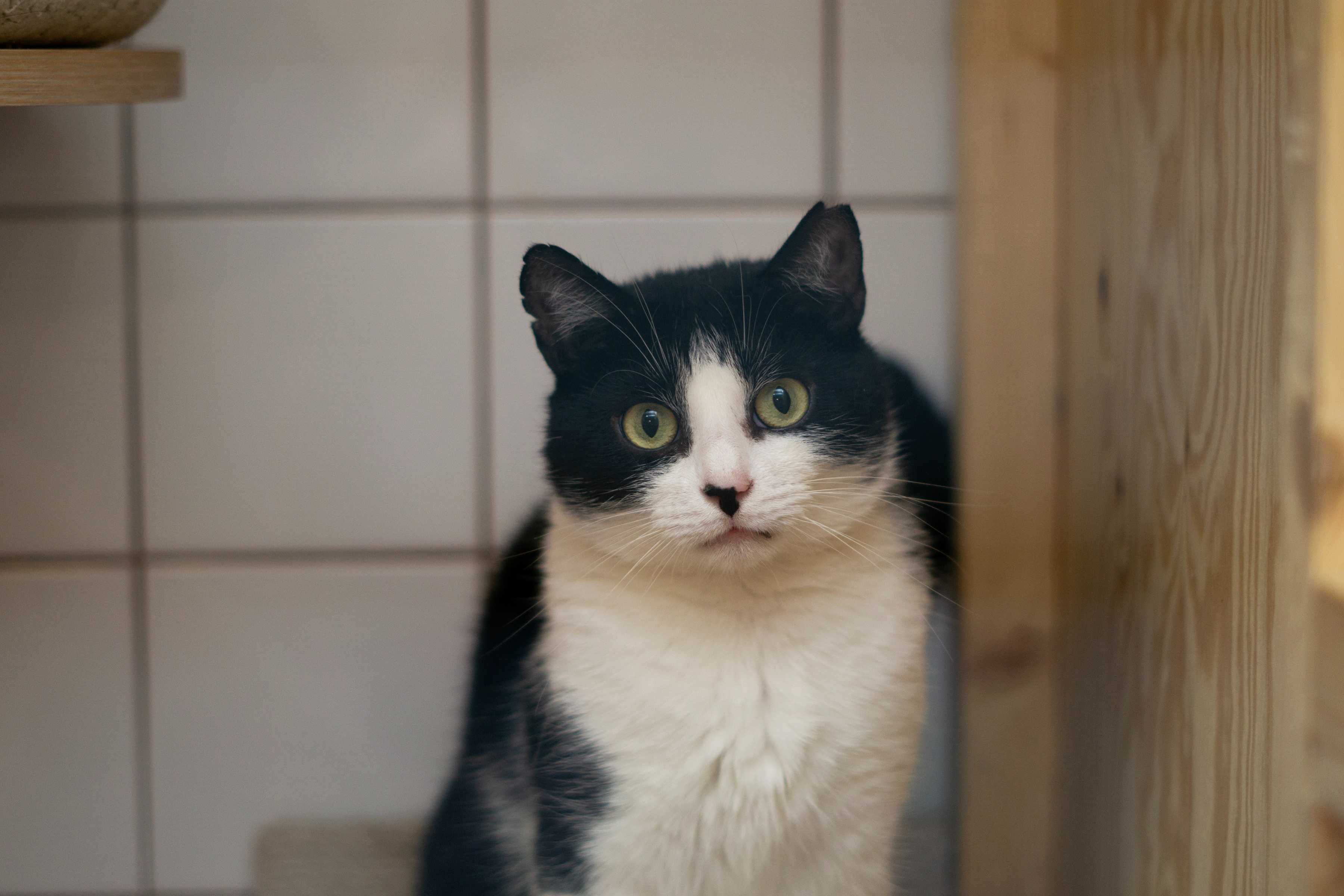 Staś - Kotek do adopcji