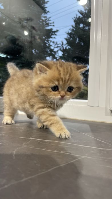 Кошеня шотландська шиншила