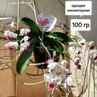 Продам миниатюрную орхидею