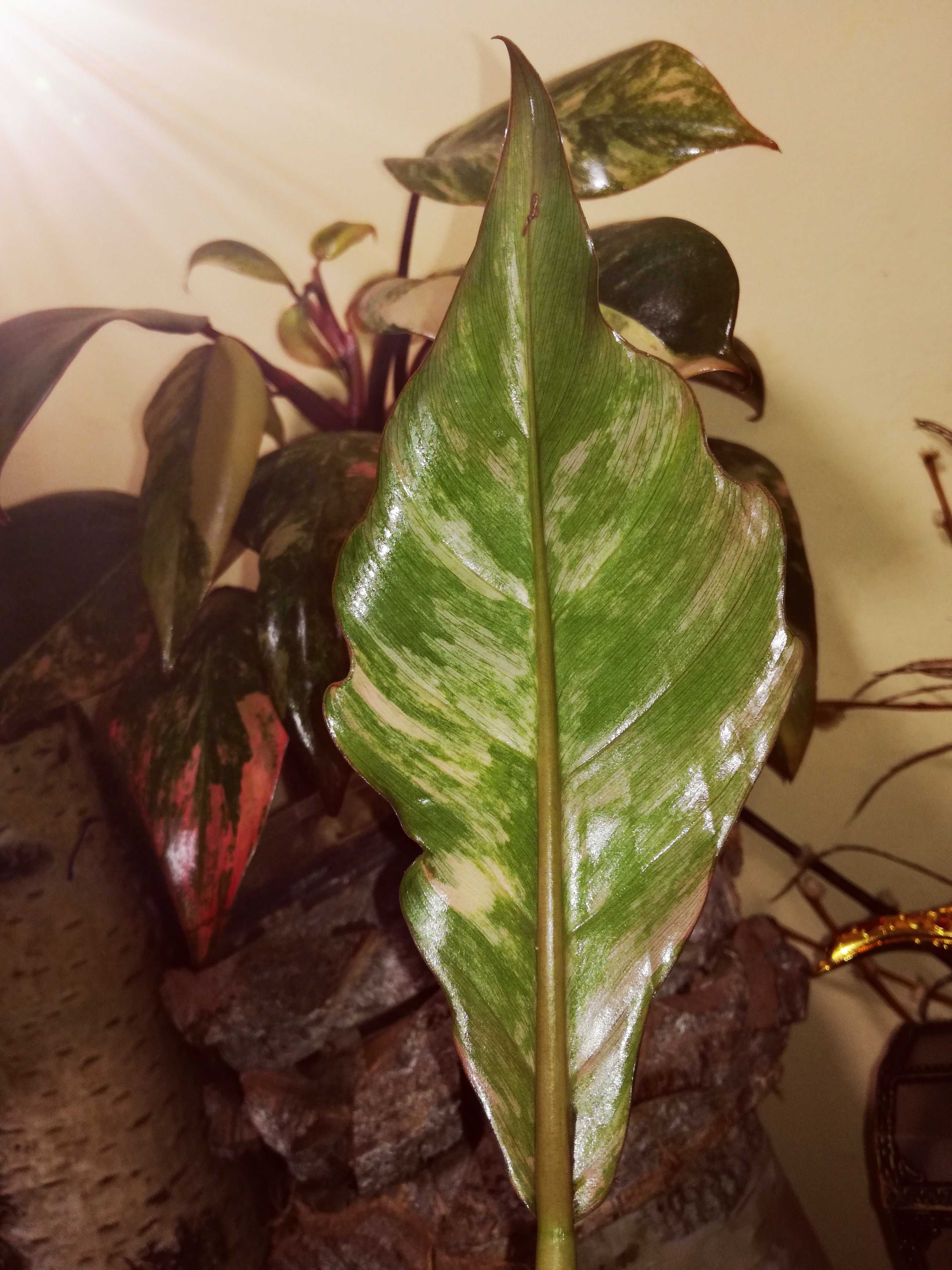 Philodendron Caramel Marble Variegata Gold carmel kolekcja Filodendron