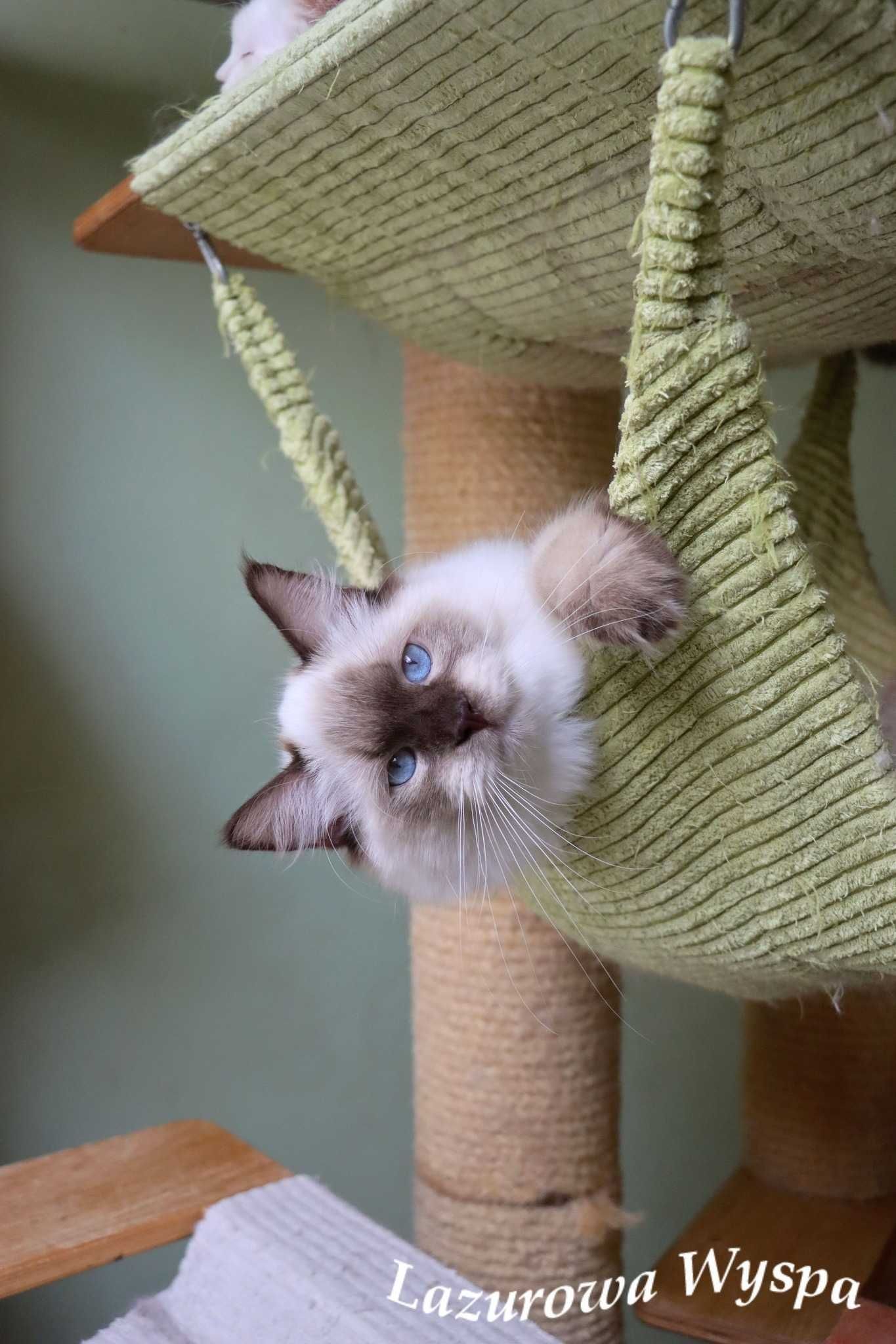 Floyd ragdoll z Lazurowej Wyspy.