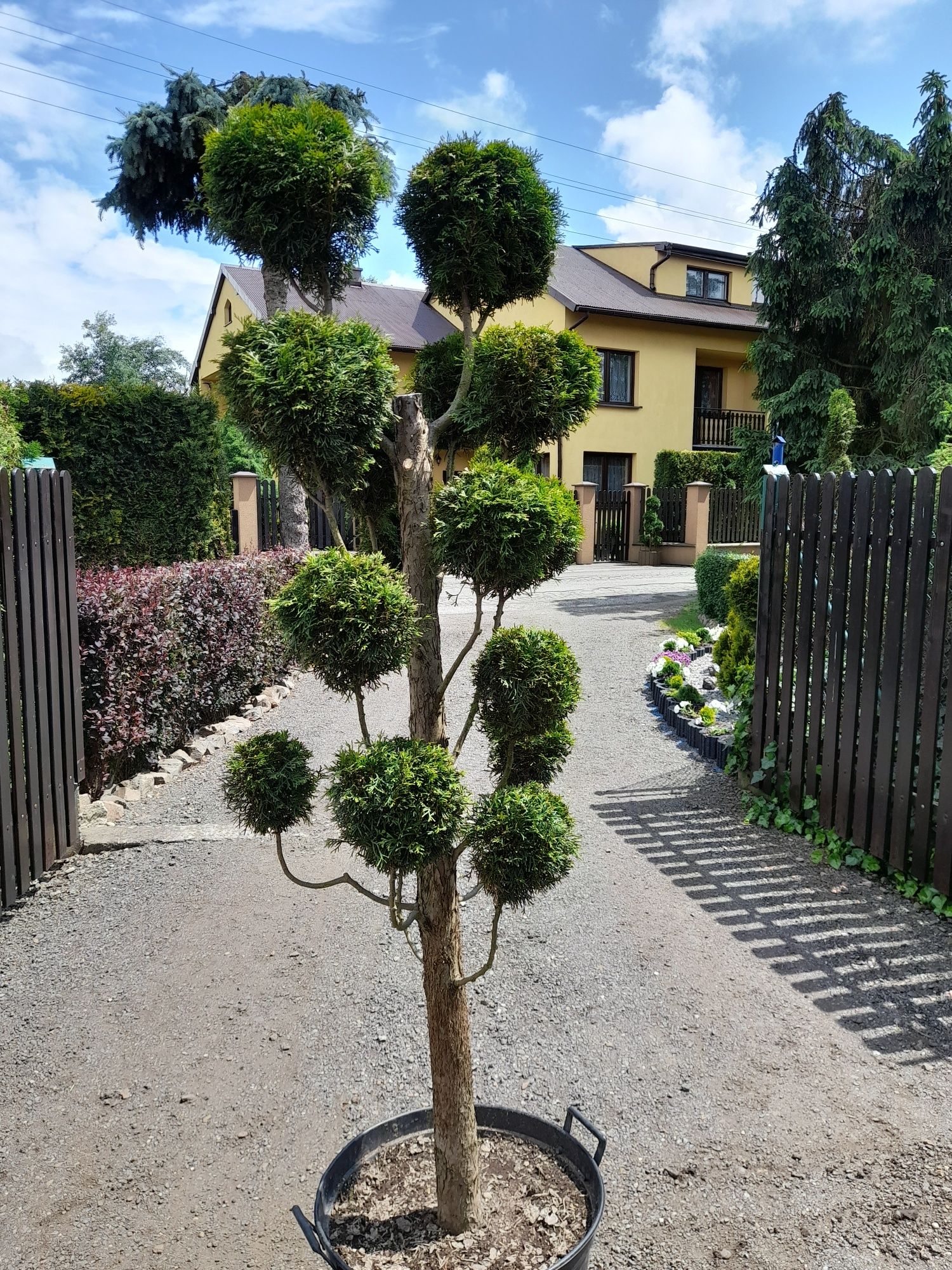 Tuja formowana Bonsai