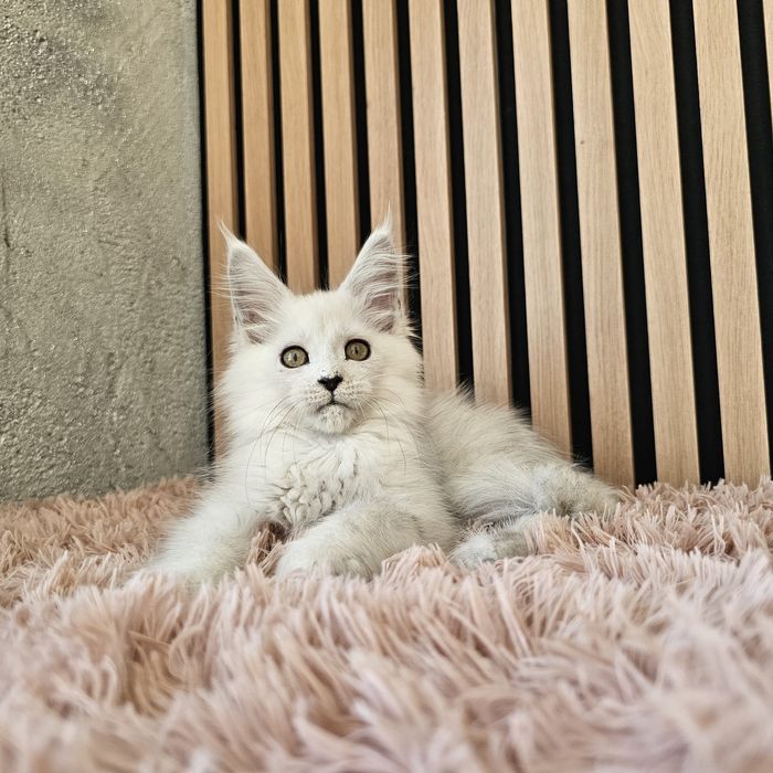 Kocurek  Maine coon rodowód fpl FIFe hodowlany do hodowli