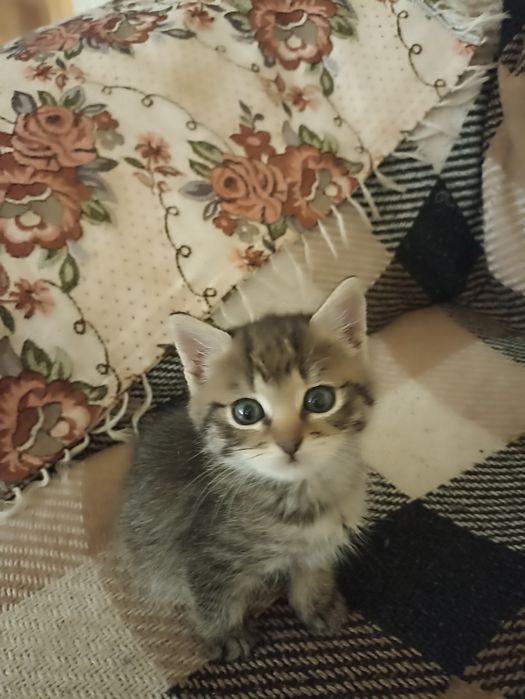 Кошеня в добрі руки
