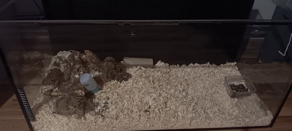 Chomik dżungarski + akwarium 105l