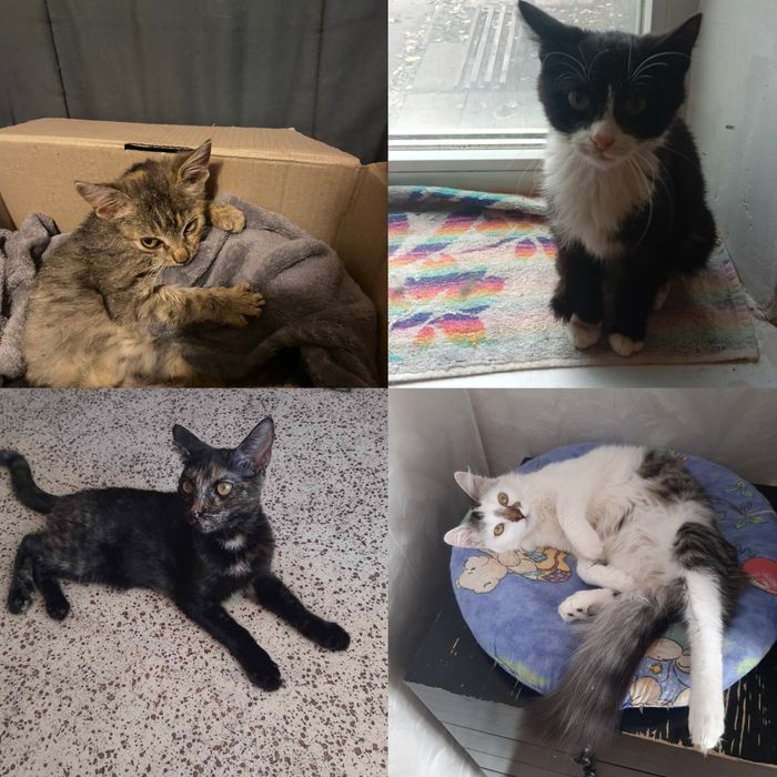 Много разных котят. Котята бесплатно. Котенок даром. Кот. Кошка.