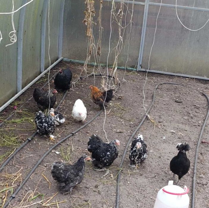 Kurczaki karzełek kochin, kochin miniaturowy