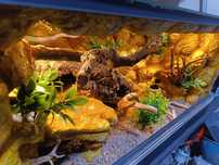 Terrarium dla gekon 80x40x40