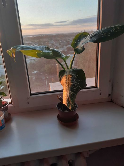 Диффенбахия цветок