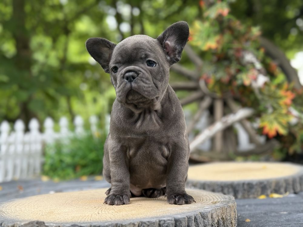 Buldog francuski suczka