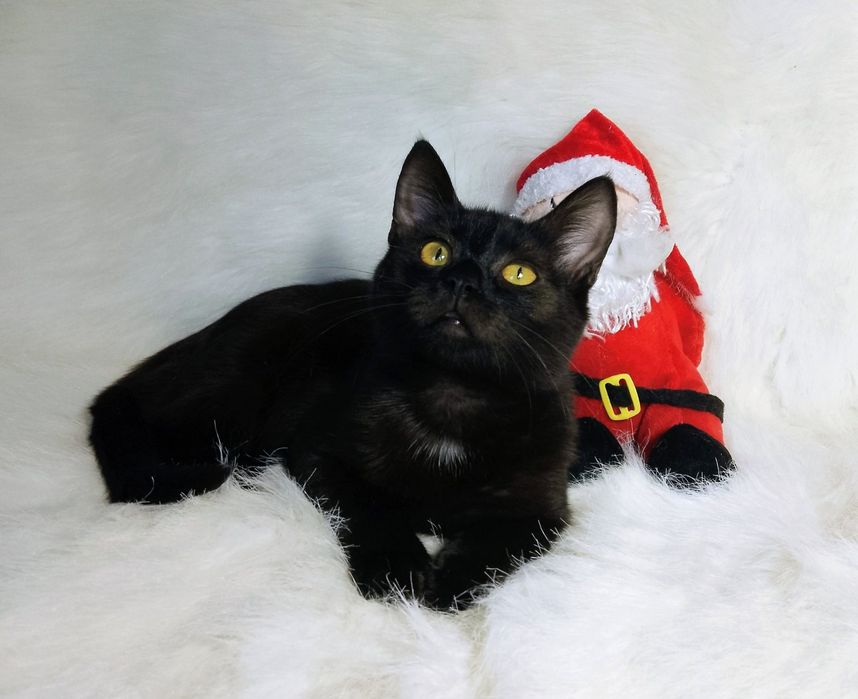 Кошеня хлопчик в родину