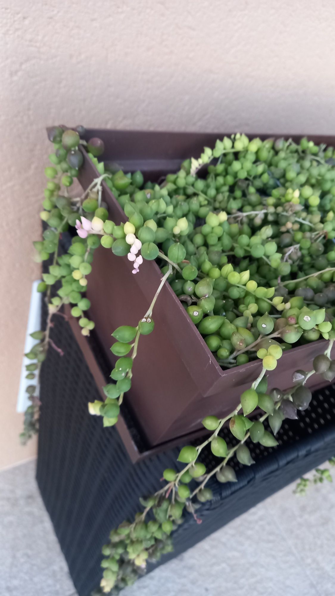 Senecio Rowleyanus ( colar de pérolas)