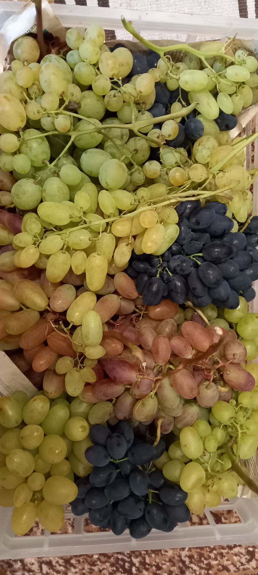 Продам саджанці винограду  50-100 гр.