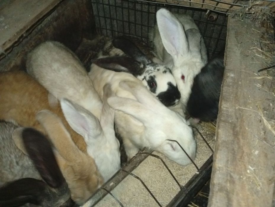 Coelhos raça borboleta