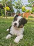 Border Collie szczeniak