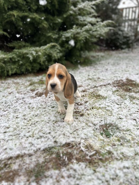 Szczeniak Beagle ( dziewczynka)