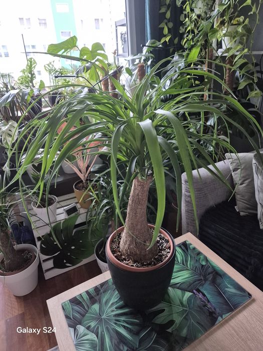 Beaucarnea nolina stopa słonia