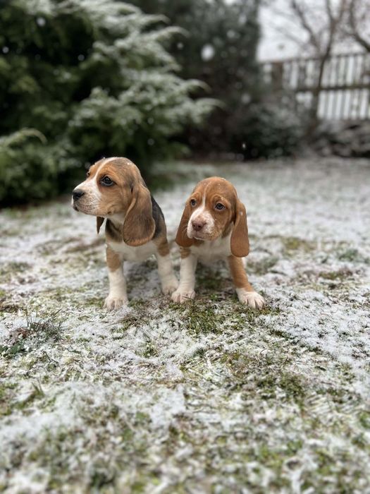 Szczeniak Beagle ( dziewczynka)