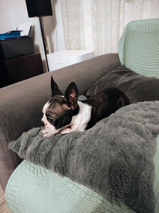 Boston Terrier suczka 5 miesięcy nie Buldog francuski