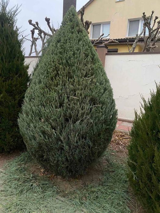 Садівник,ландшафтний дизайн Білогородка,Гореничі