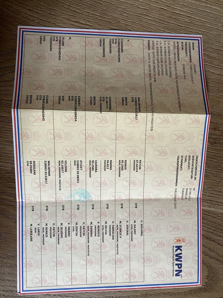 Koń KWPN ciemny kasztan o. Cizandro