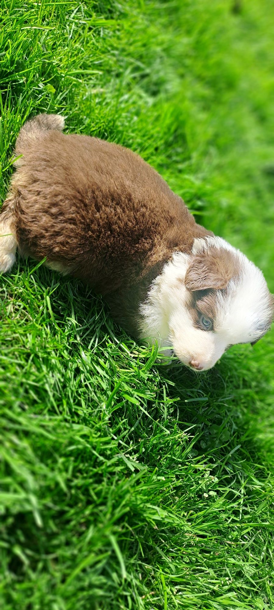 Czekoladowy piesek Border Collie