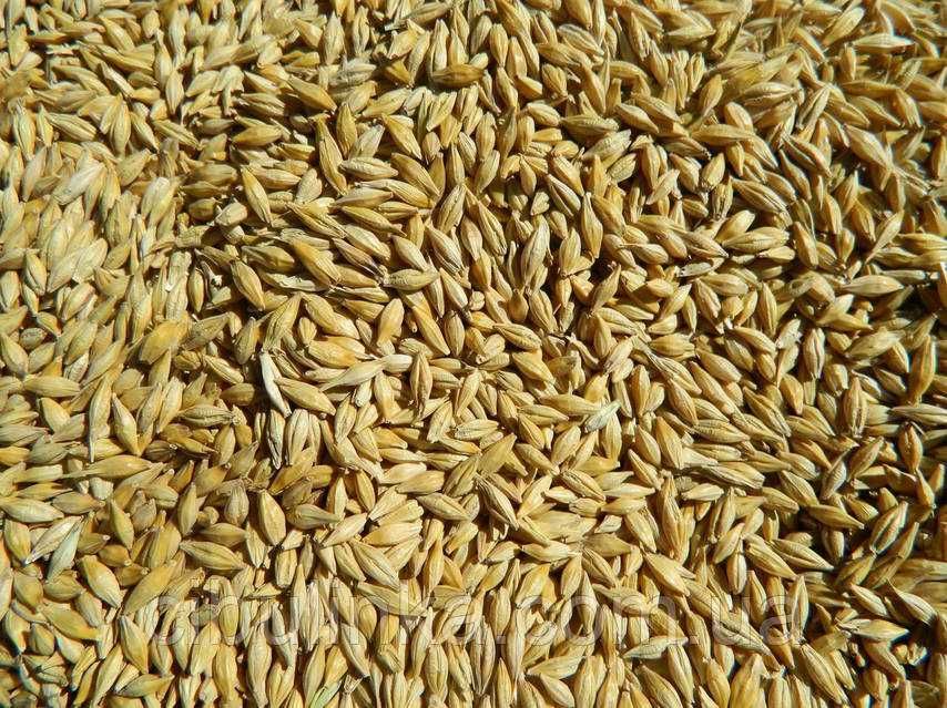 Продам Ячмінь Очищений