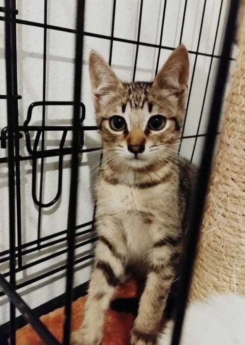 Gatos bebes para adoção responsável