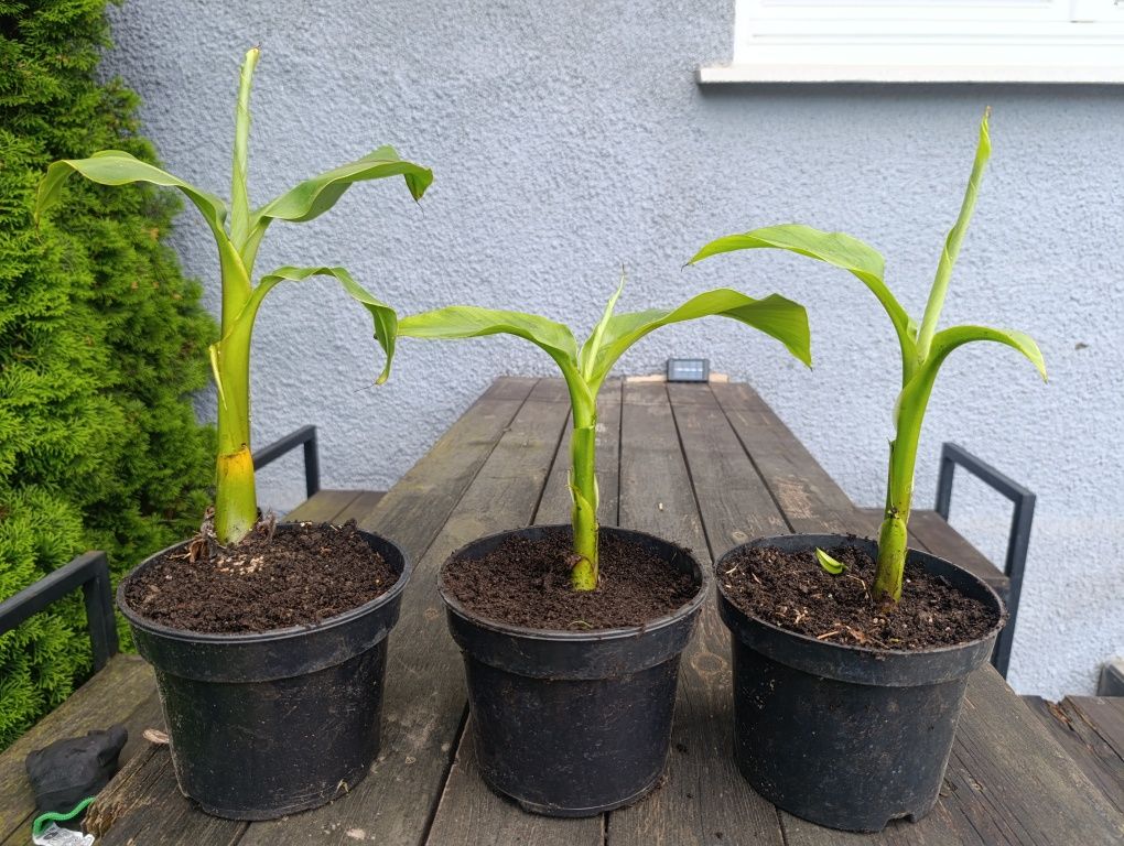 Banan Musa basjoo