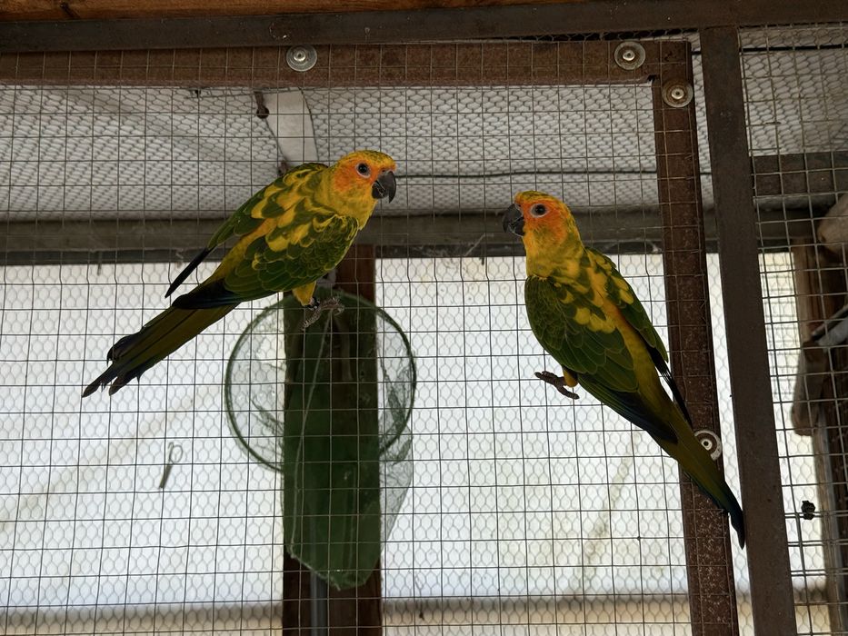 Aratinga Solatitialis