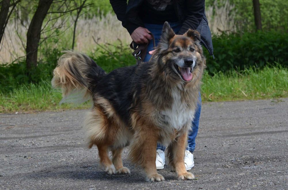 KAJDŻU- do adopcji