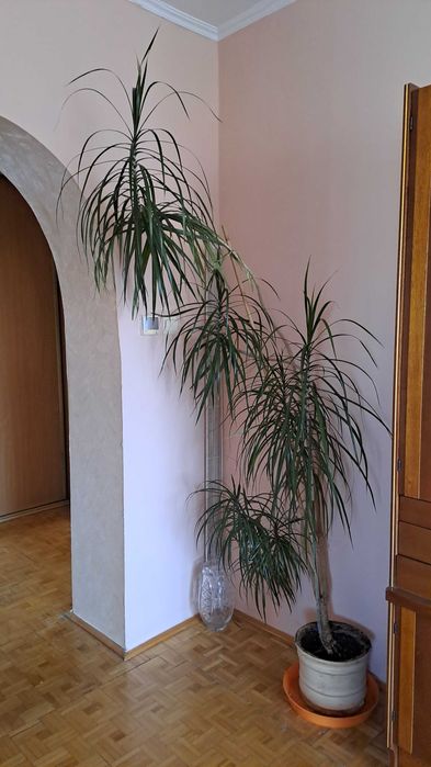 Dwie duże draceny kwiaty do domu i firmy, używane zadbane